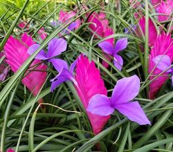 Pink Quill Plant, Tillandsia, Wallisia cyanea, Tillandsia cyanea